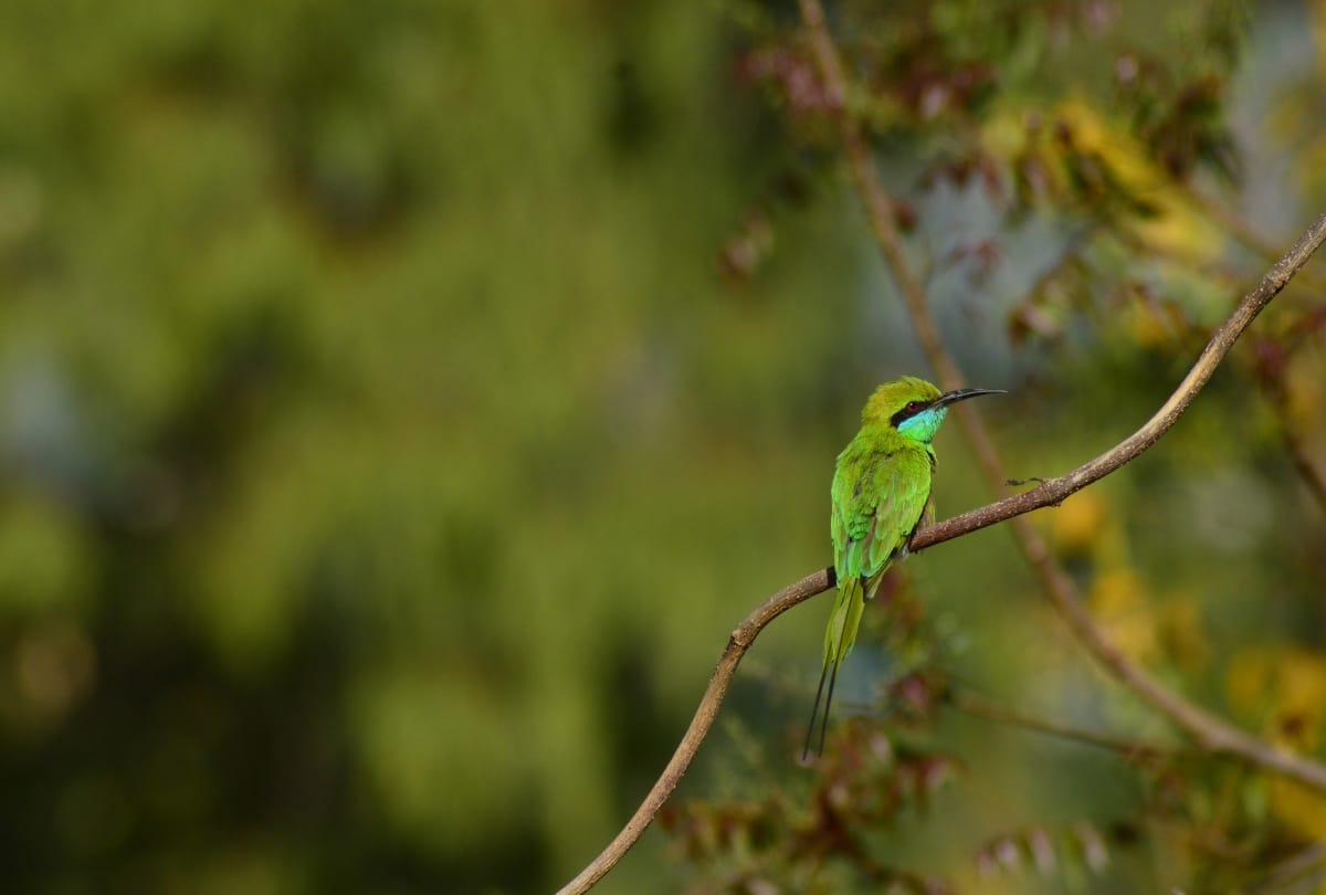 bird watching in india coronavirus covid pandemic bird watching wildlife photography and nature lovers