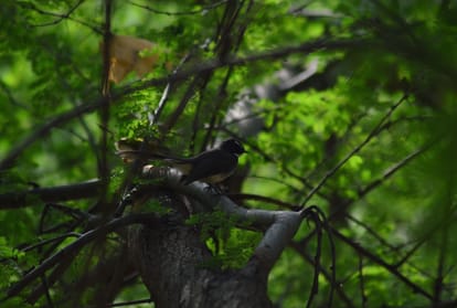 bird watching in india coronavirus covid pandemic bird watching wildlife photography and nature lovers