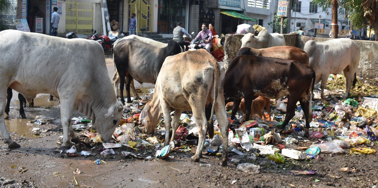 Anna cattle herd entered the city as soon as it got cold