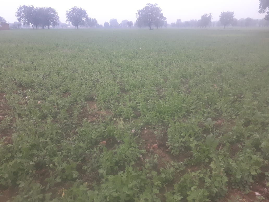 winter and fog benefits for crop