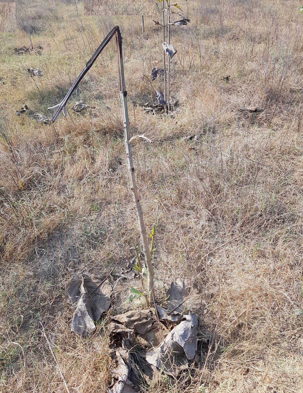 plantation