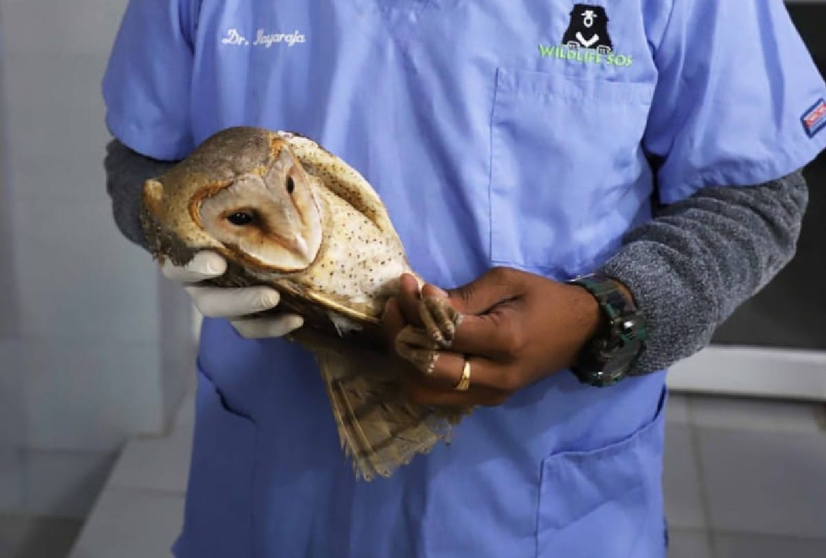 Owl injured by being trapped in kite manjha in agra