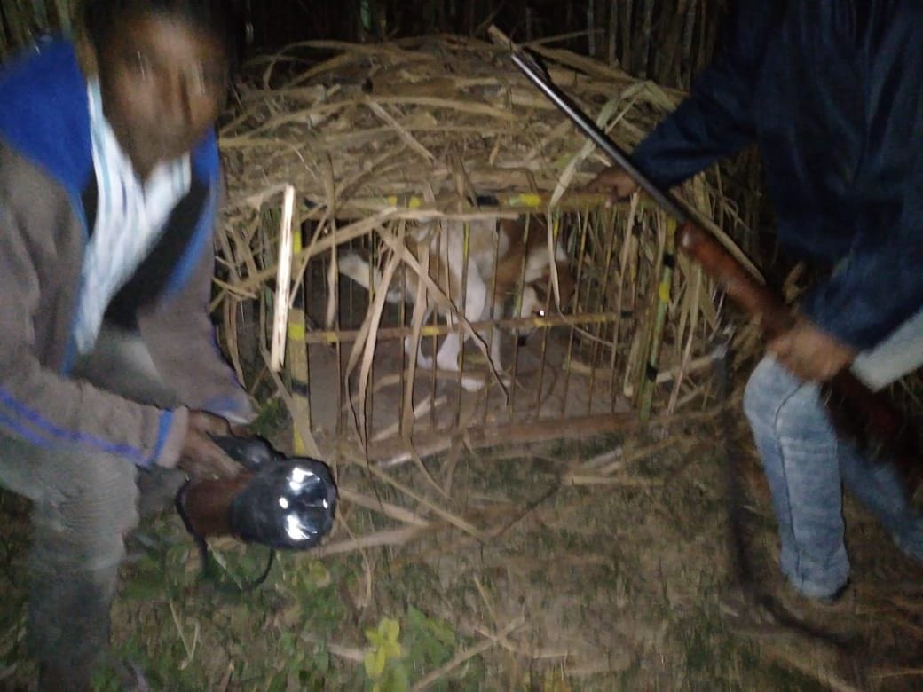 Tiger Attack At Jaspur People