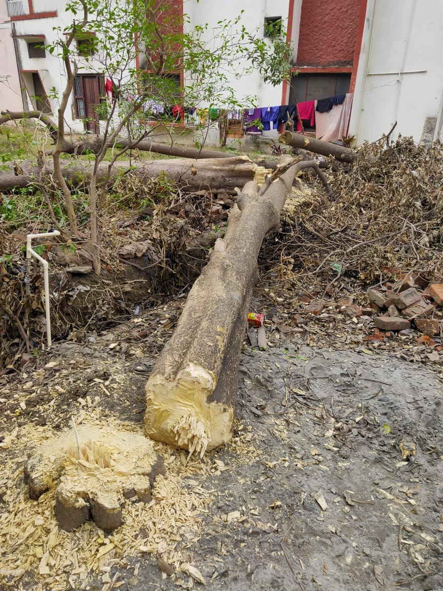 The ax running on the green trees in the storm of corruption