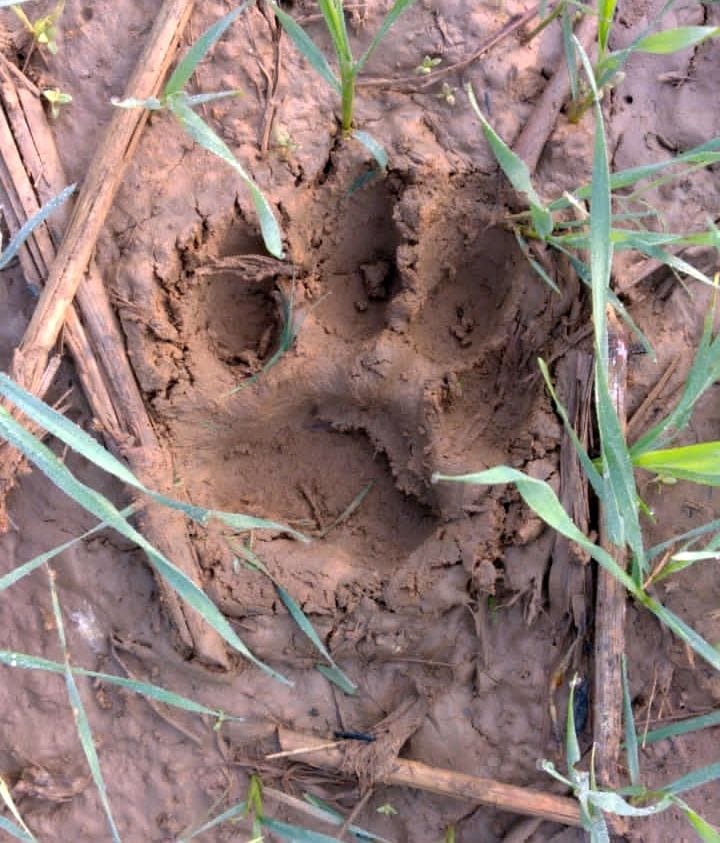 combing in pali, tiger in sandi