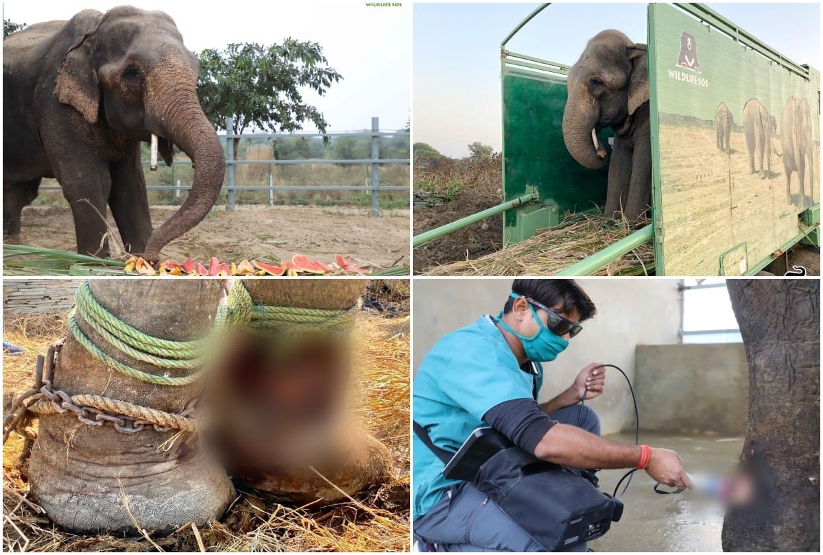 Wildlife SOS rescues 50-year-old injured elephant and admitted elephant hospital mathura
