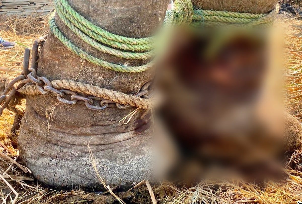 Wildlife SOS rescues 50-year-old injured elephant and admitted elephant hospital mathura
