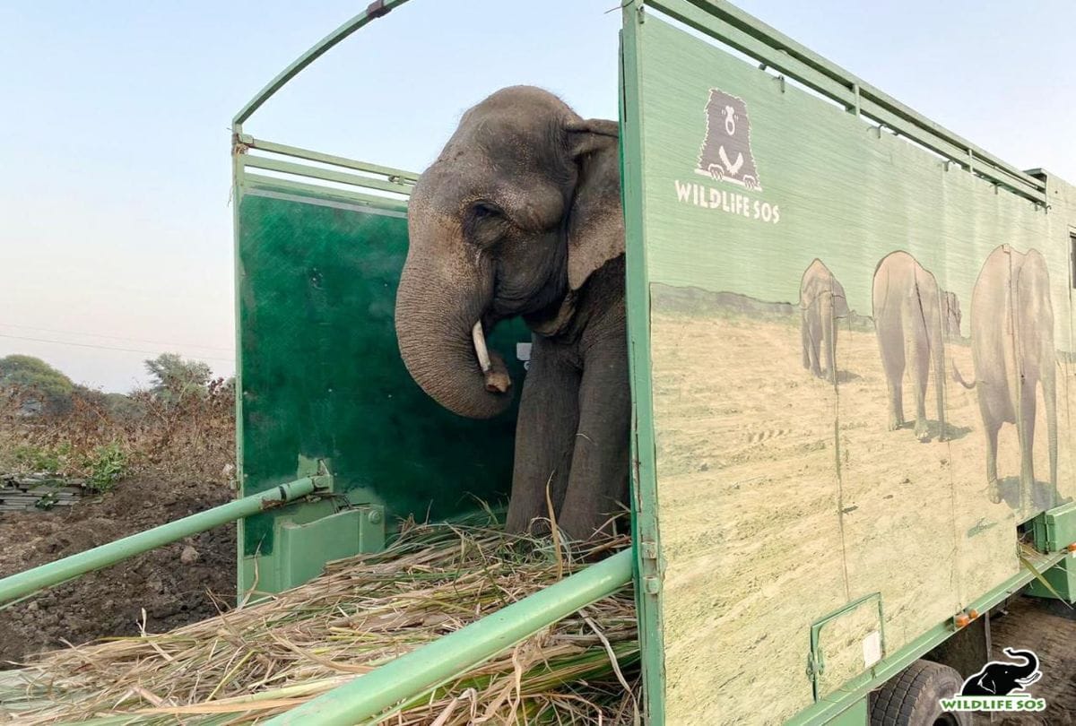 Wildlife SOS rescues 50-year-old injured elephant and admitted elephant hospital mathura
