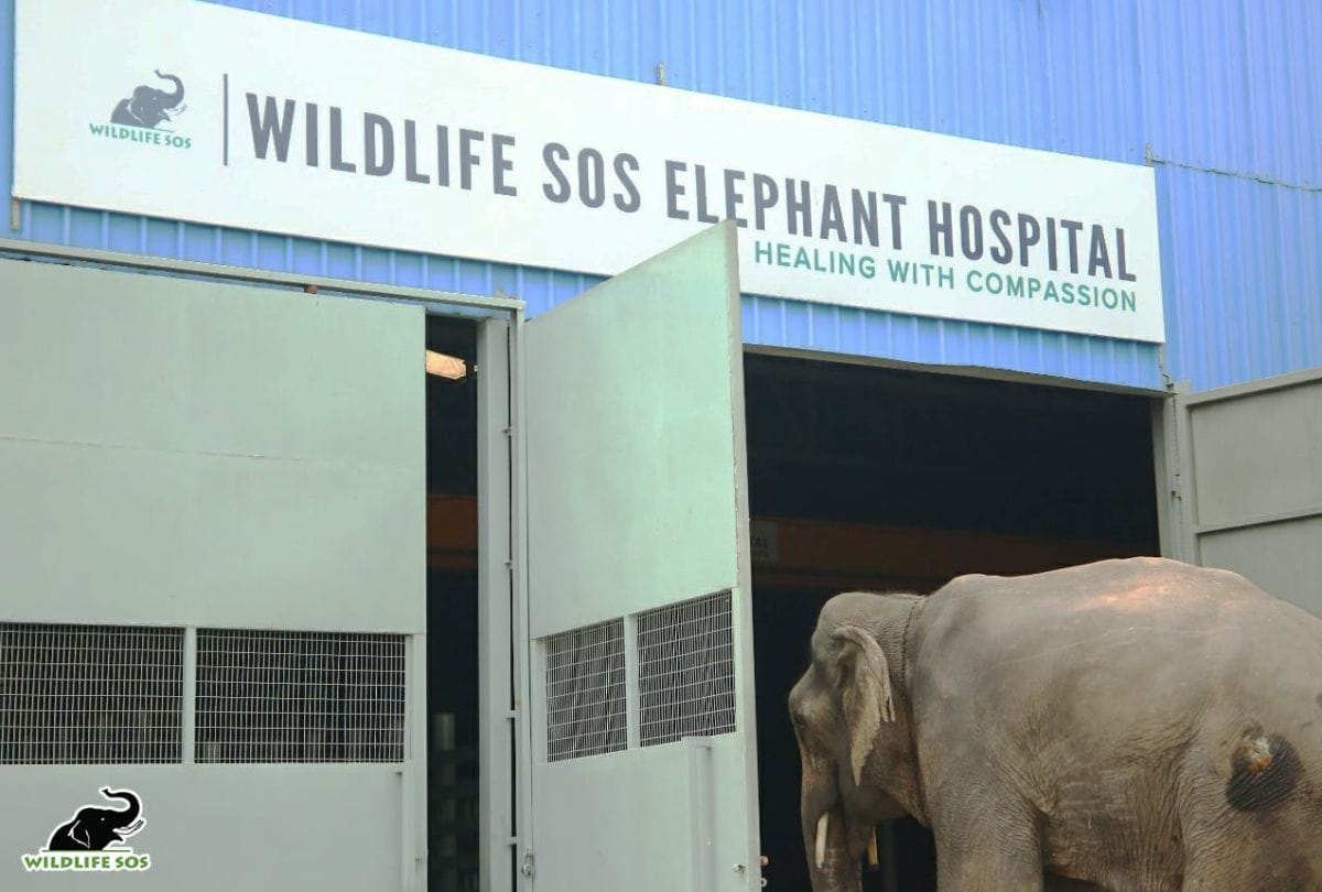 Blind elephant rescued and brought to Elephant Hospital for treatment in Agra