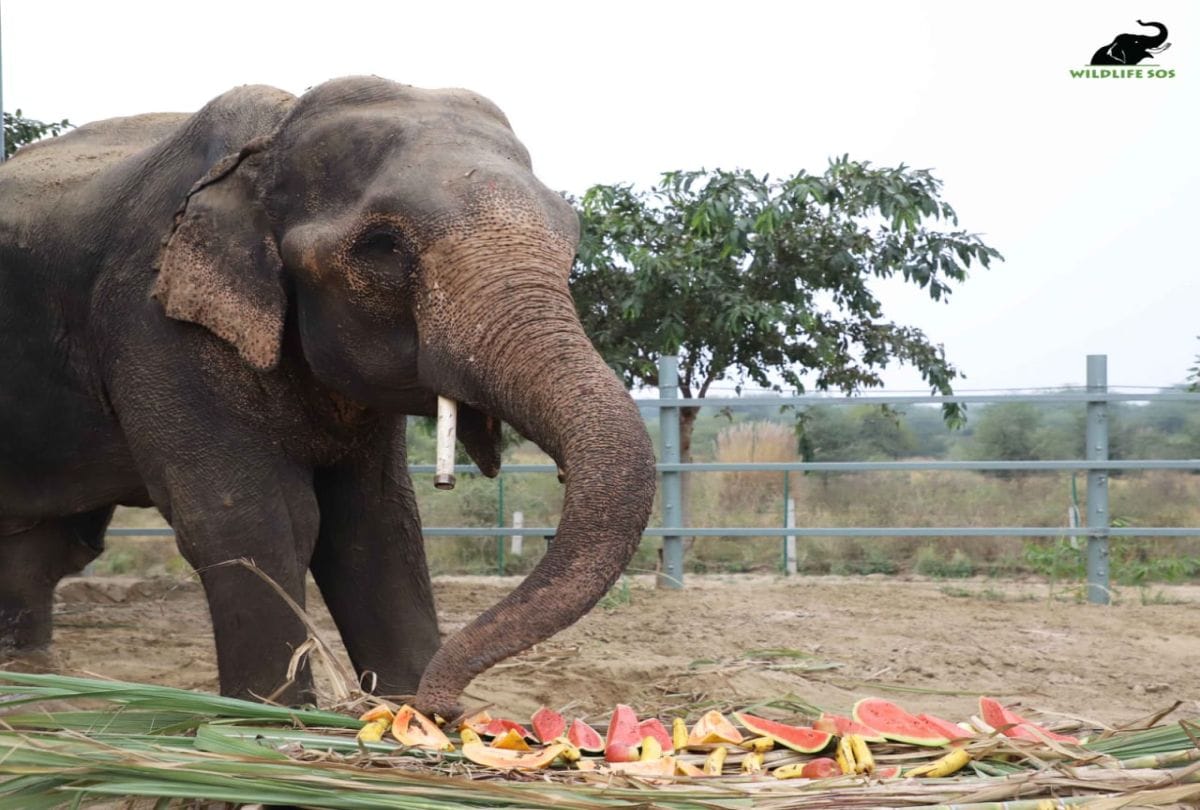 Former minister bidding elephant caused chaos on second day in Gorakhpur