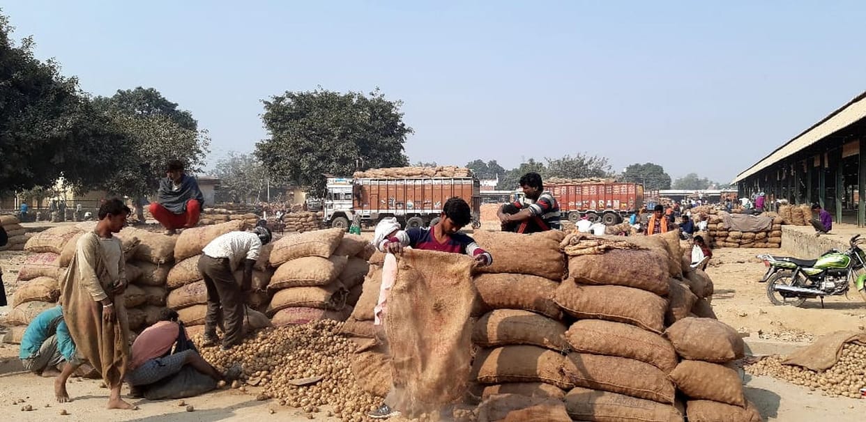 Potato prices fall due to inward rise, farmers upset
