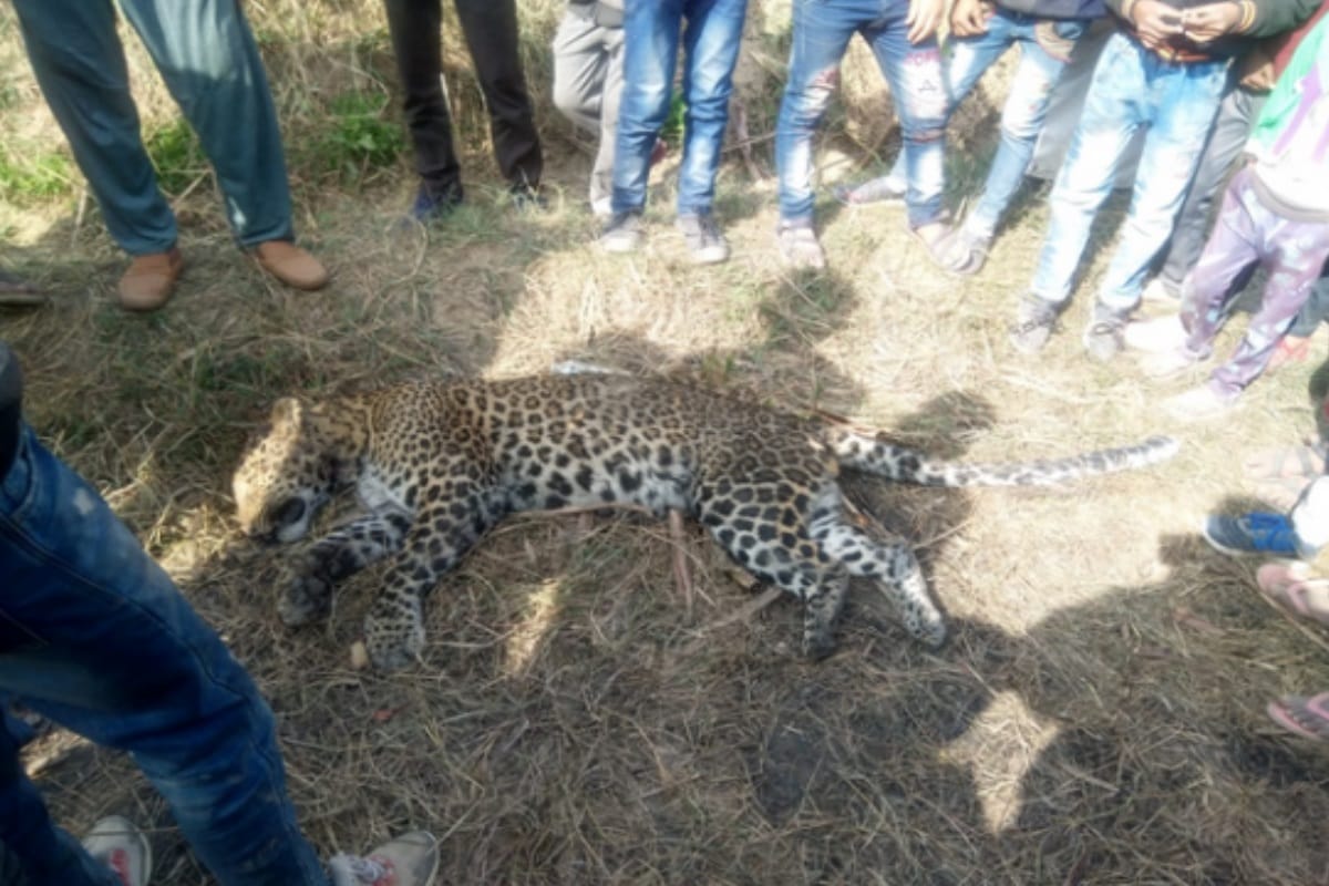 Leopard found dead in Baghpat, villagers accused of beaten to death by hunters