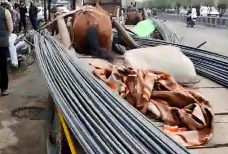 Case of animal cruelty registered against two persons in ludhiana of punjab