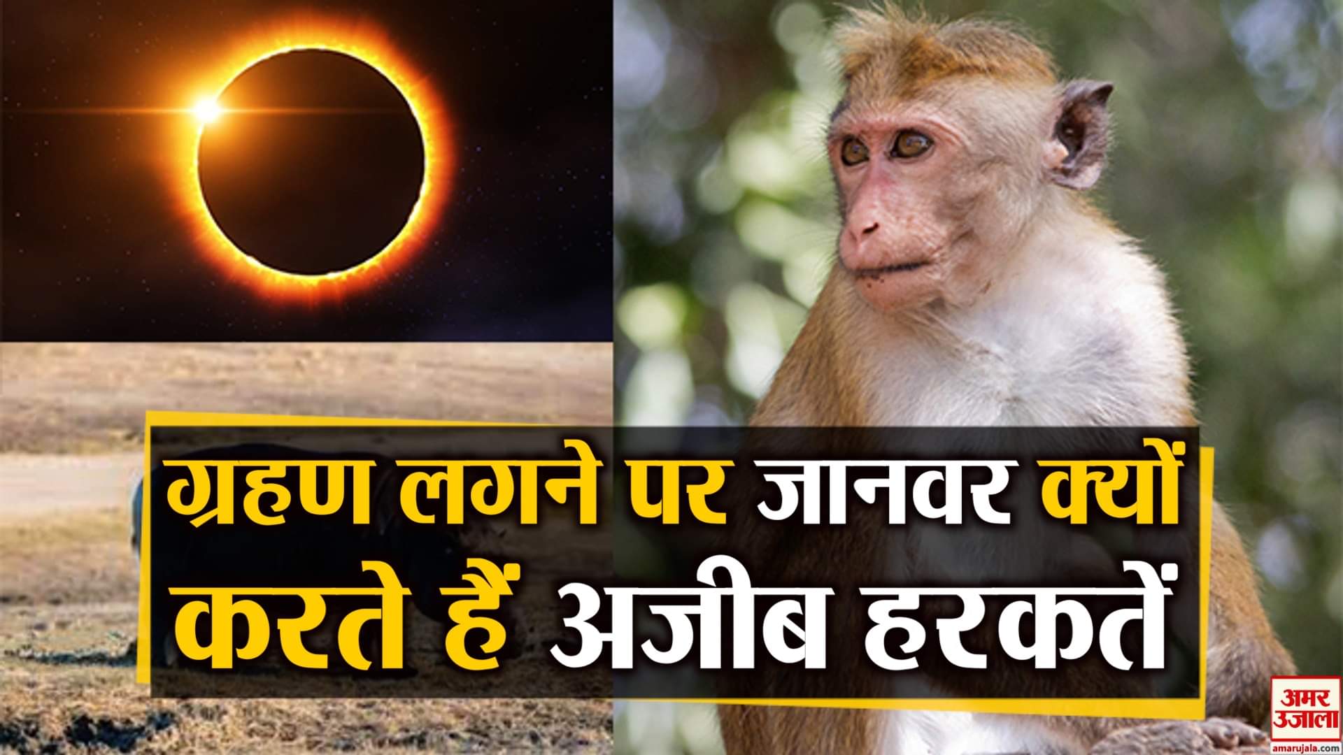 डिजाइन पिक्चर