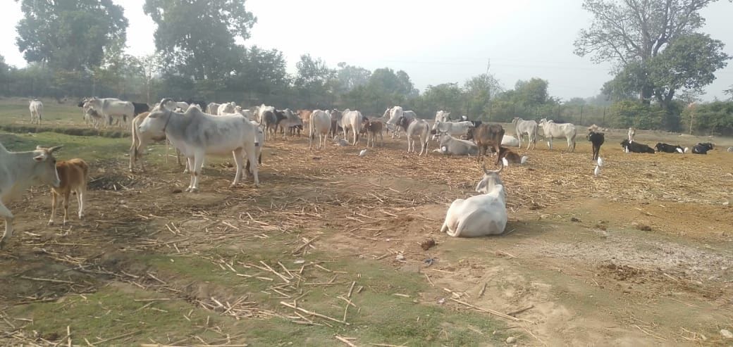 Death of four bovine in Goshala, 25 died in 15 days