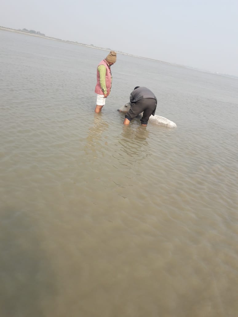 Six out of 26 cows trapped in Mau Ghaghra swamp, 20 dead