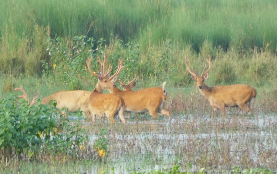 Reindeer started reappearing in Ravali area