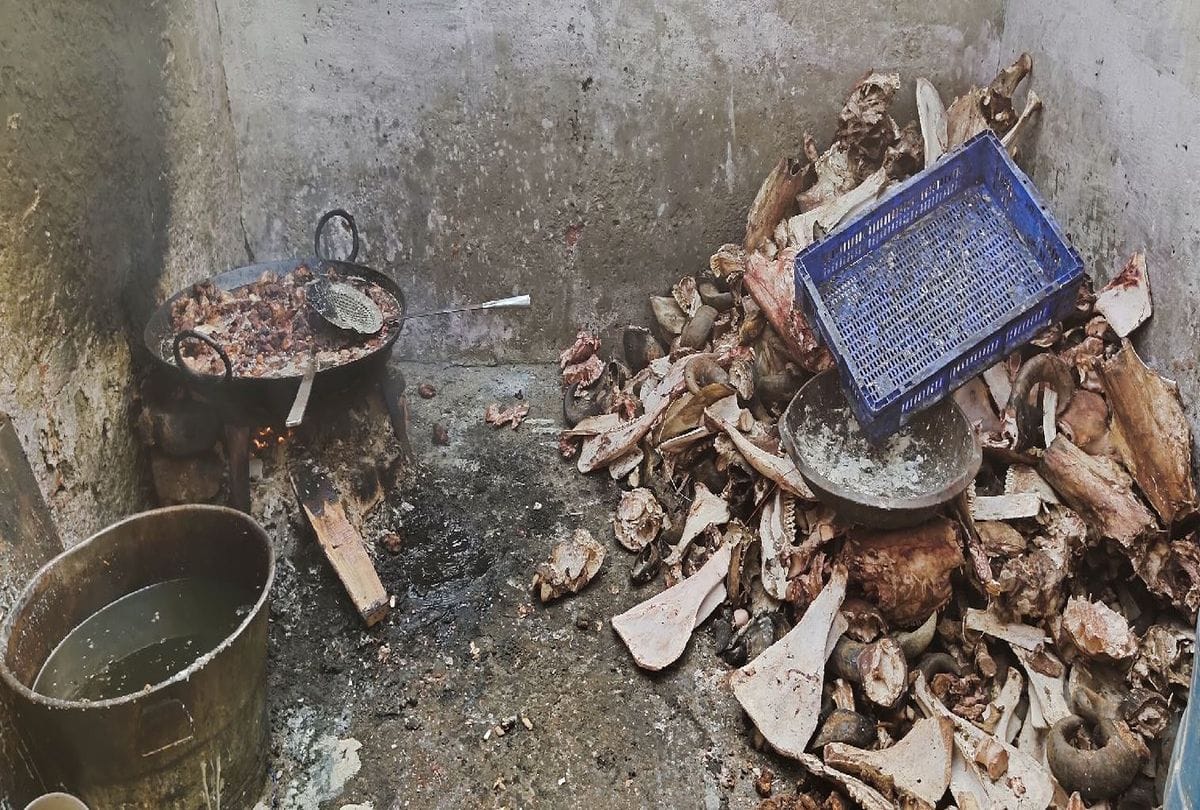 Duplicate Ghee Made By Animal Bone And Fat In Agra Read Full Story