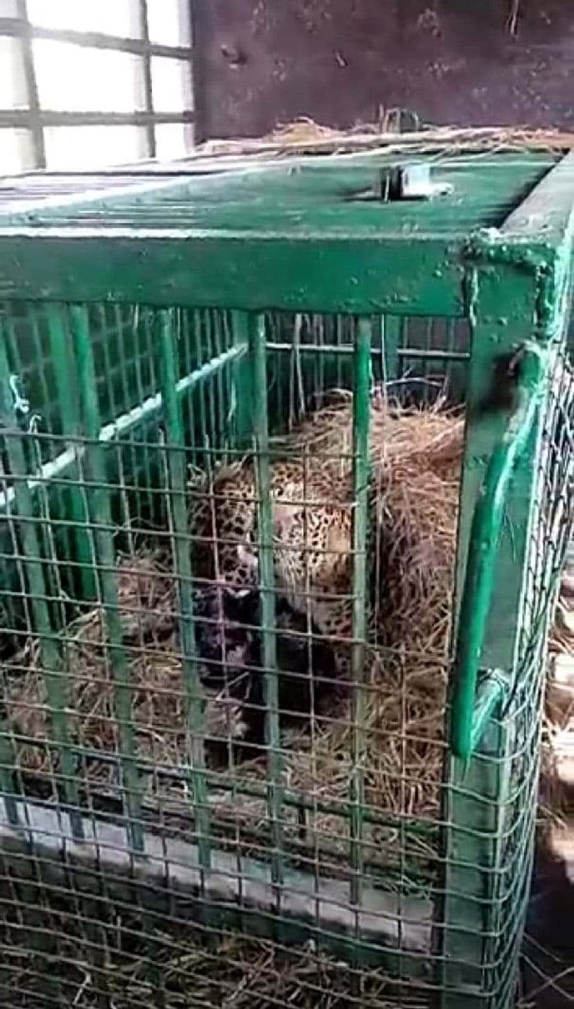 Wild Animals