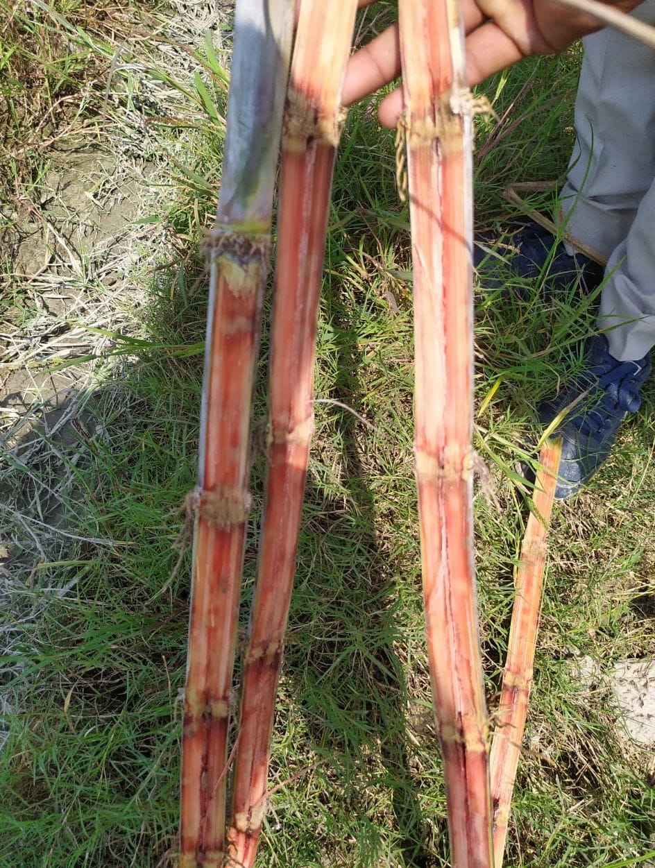 Sugarcane crop getting ruined due to red rot cancer disease
