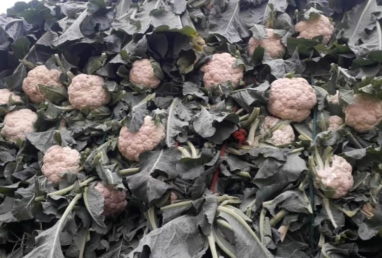 Vegetable prices fell because of farmer protest