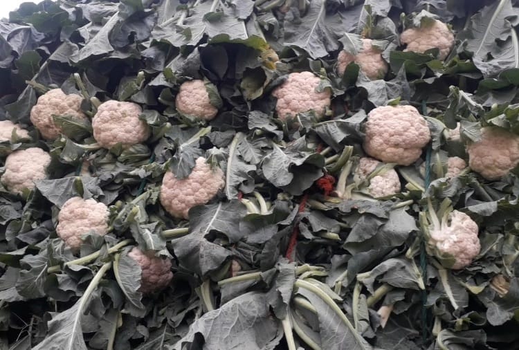 Vegetable prices fell because of farmer protest