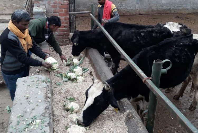 Vegetable prices fell because of farmer protest