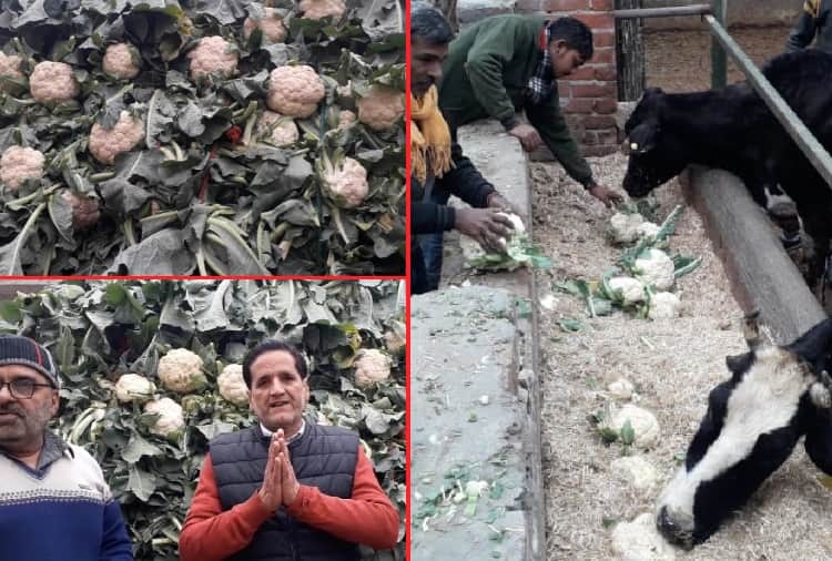 Vegetable prices fell because of farmer protest