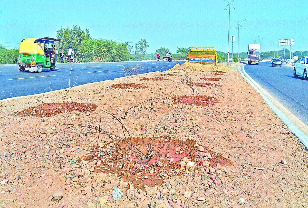 Negligence In Planting Thousand Plants Destroy