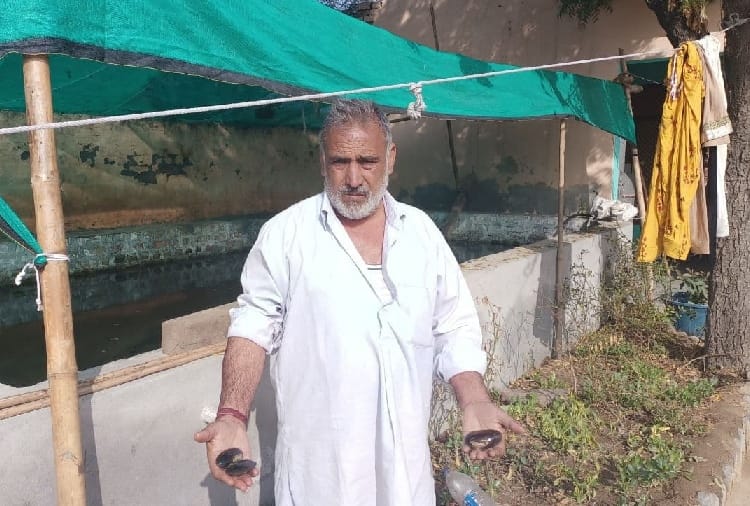 Farmer is earning profit by cultivating pearl on contract in Jind of Haryana