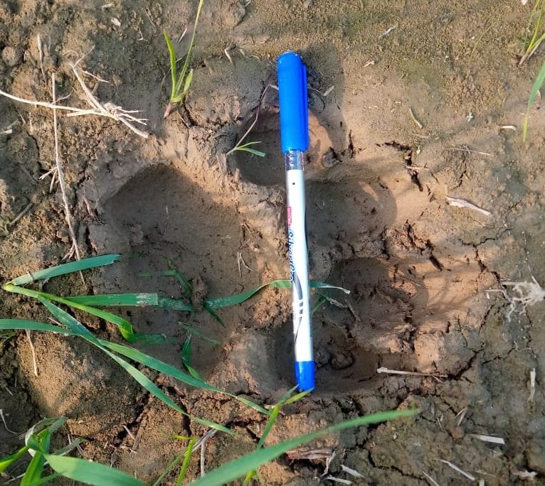 tiger footprine found at sandi