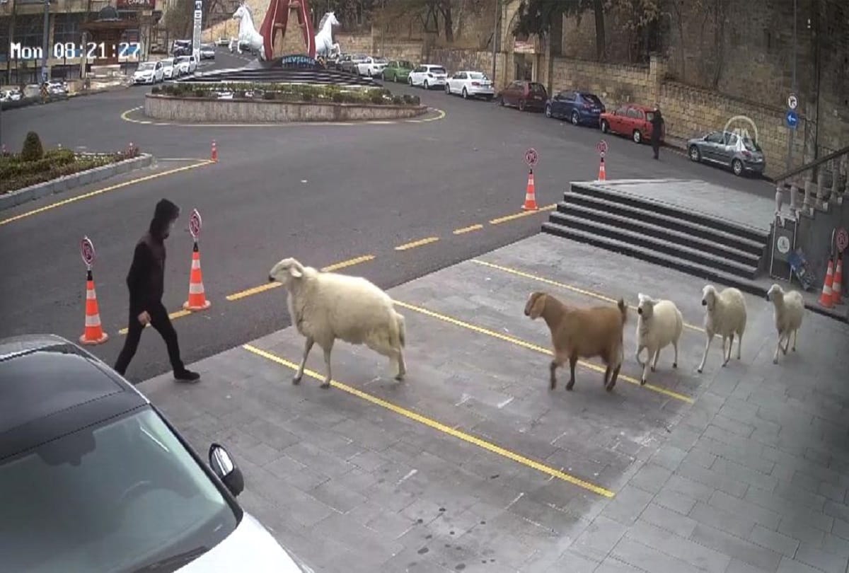 Goat, sheep and three lambs cause chaos after running wild in Turkish town hall