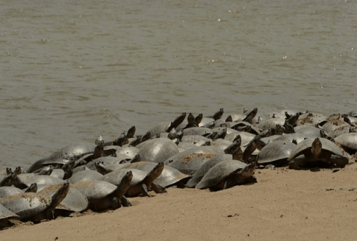 brazil turtle tsunami thousands of arrau turtle appear together near purus river