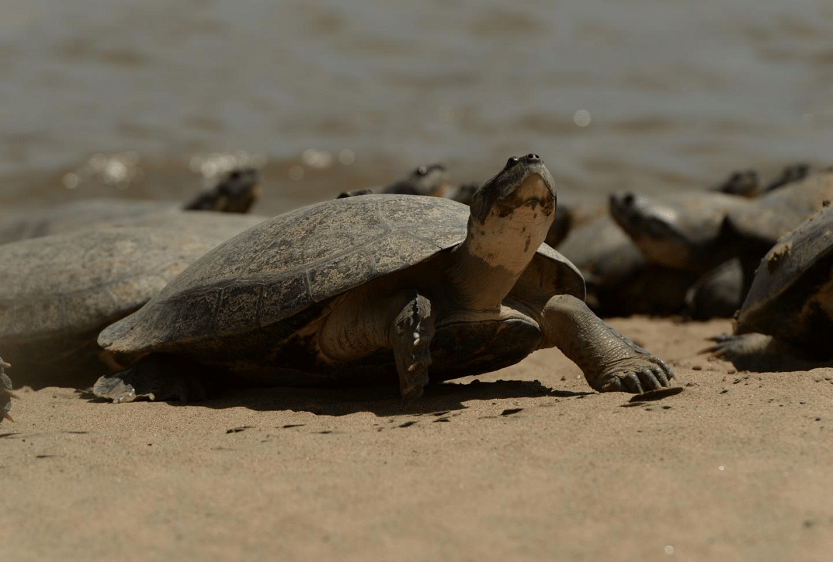 World Turtule Day 2021:  history importance and meaning of world turtle day in hindi