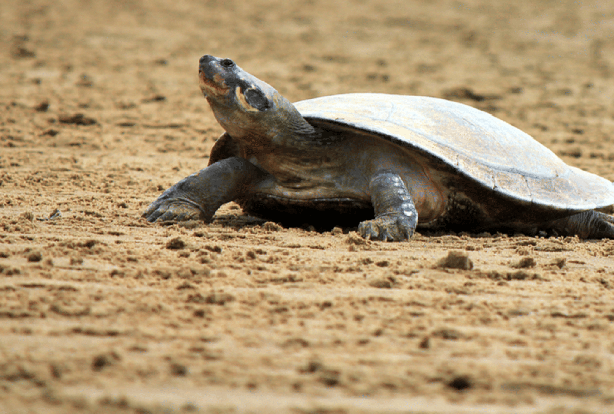 World Turtule Day 2021:  history importance and meaning of world turtle day in hindi