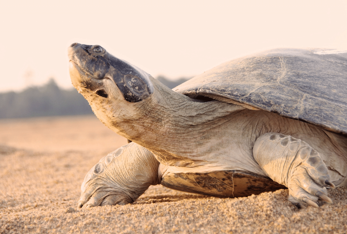 World Turtule Day 2021:  history importance and meaning of world turtle day in hindi