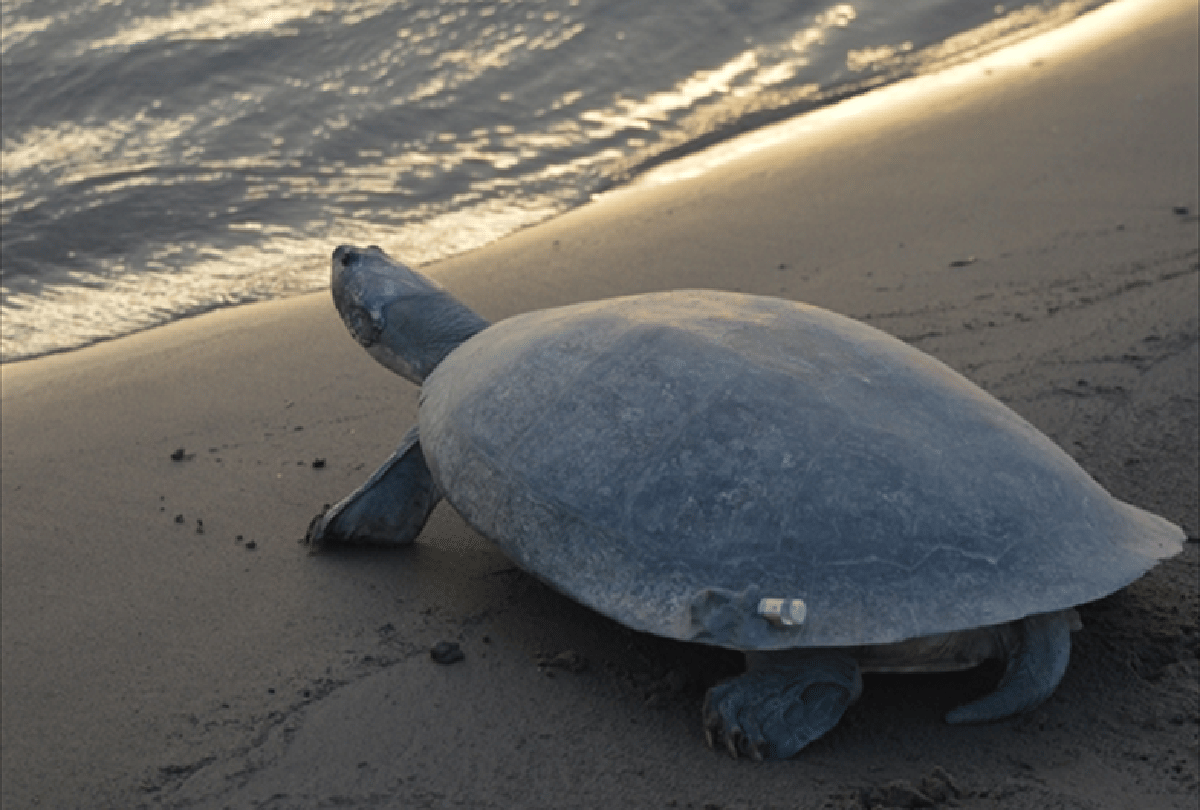 World Turtule Day 2021:  history importance and meaning of world turtle day in hindi
