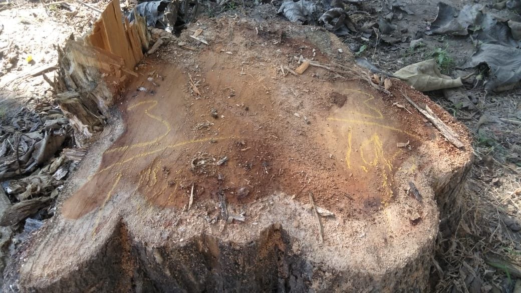 15 Tree Cuttted In Khatima