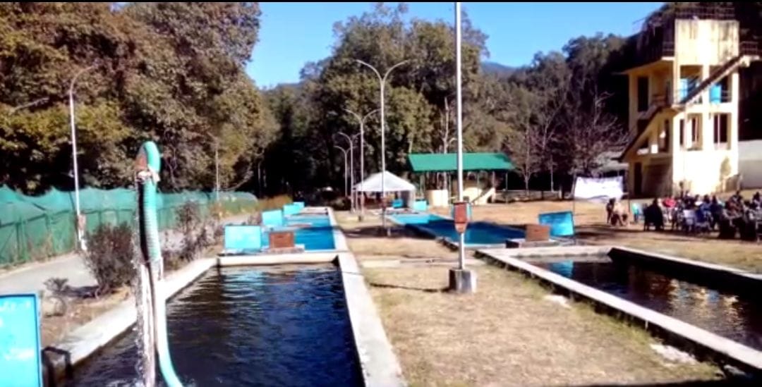 More than 1 million eggs of rainbow trout species prepared in Chidapani