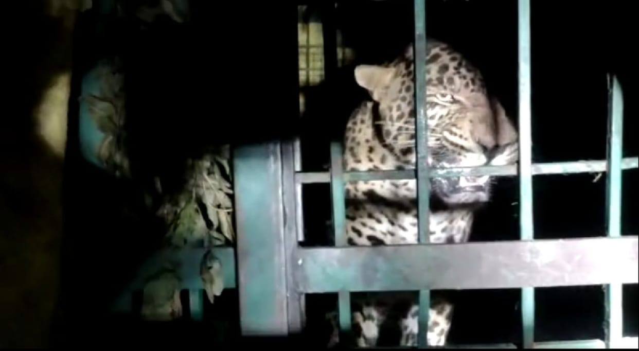 Leopard imprisoned in Golhana again