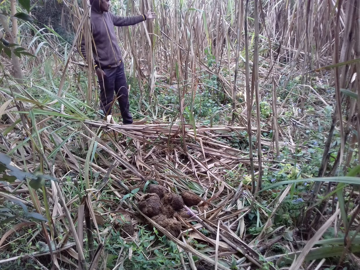 Elephant herd reached near population