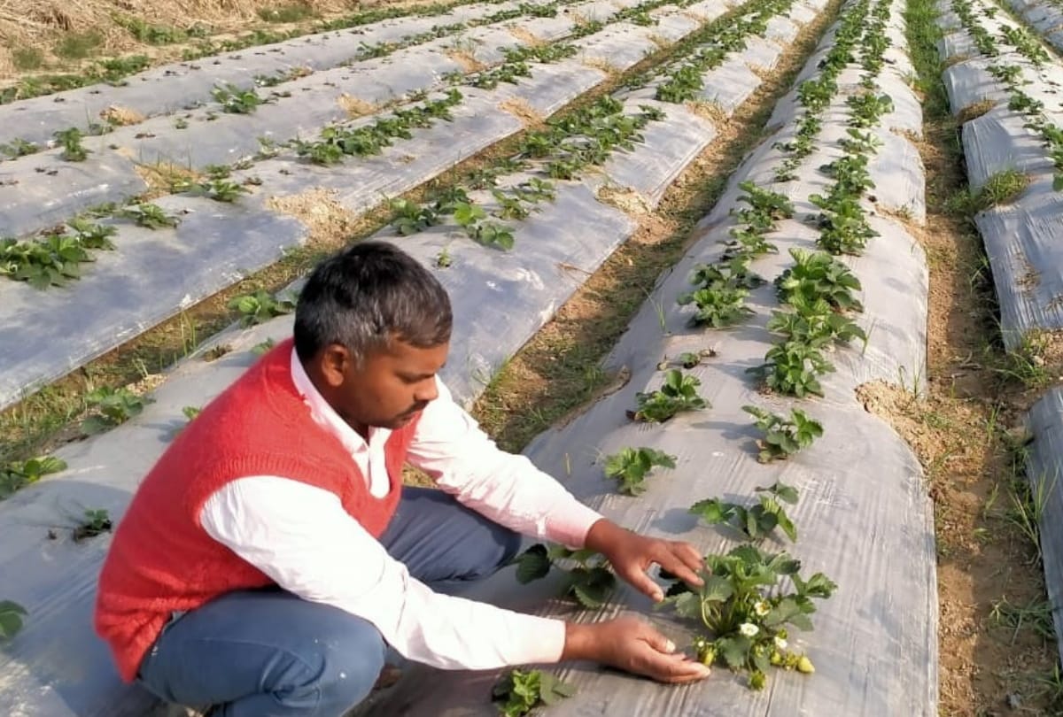 Farmer make more profit by Strawberry farming in maharajganj