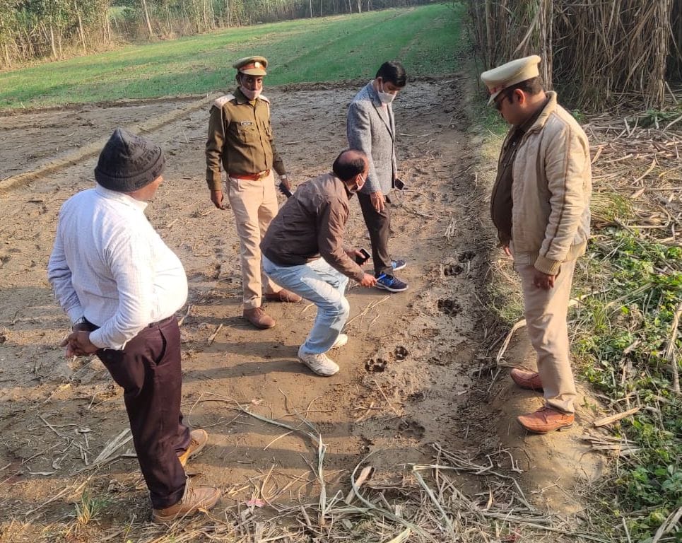 tiger search in forest