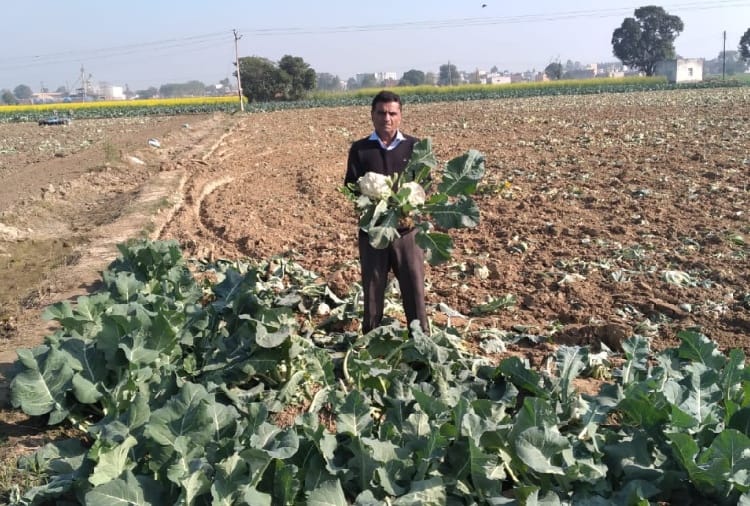 Farmer Destroyed Crop of Cauliflower in Yamunanagar of Haryana