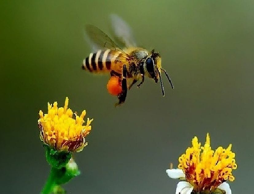 Honey Production Is Best For Growing Income