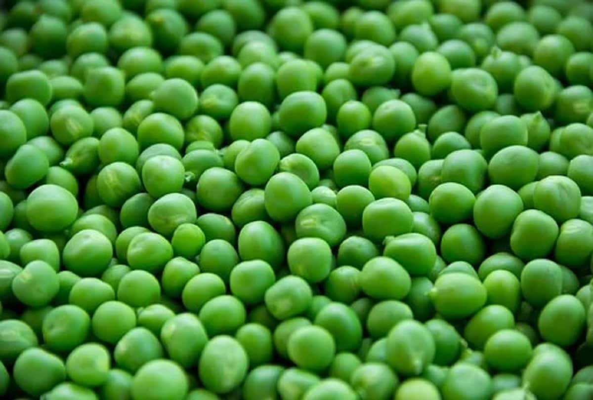 evening snacks recipe to make green peas or hari matar kabab