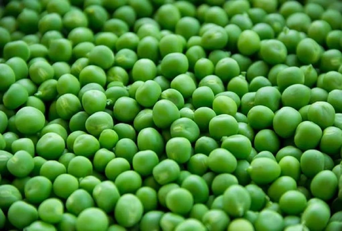 evening snacks recipe to make green peas or hari matar kabab