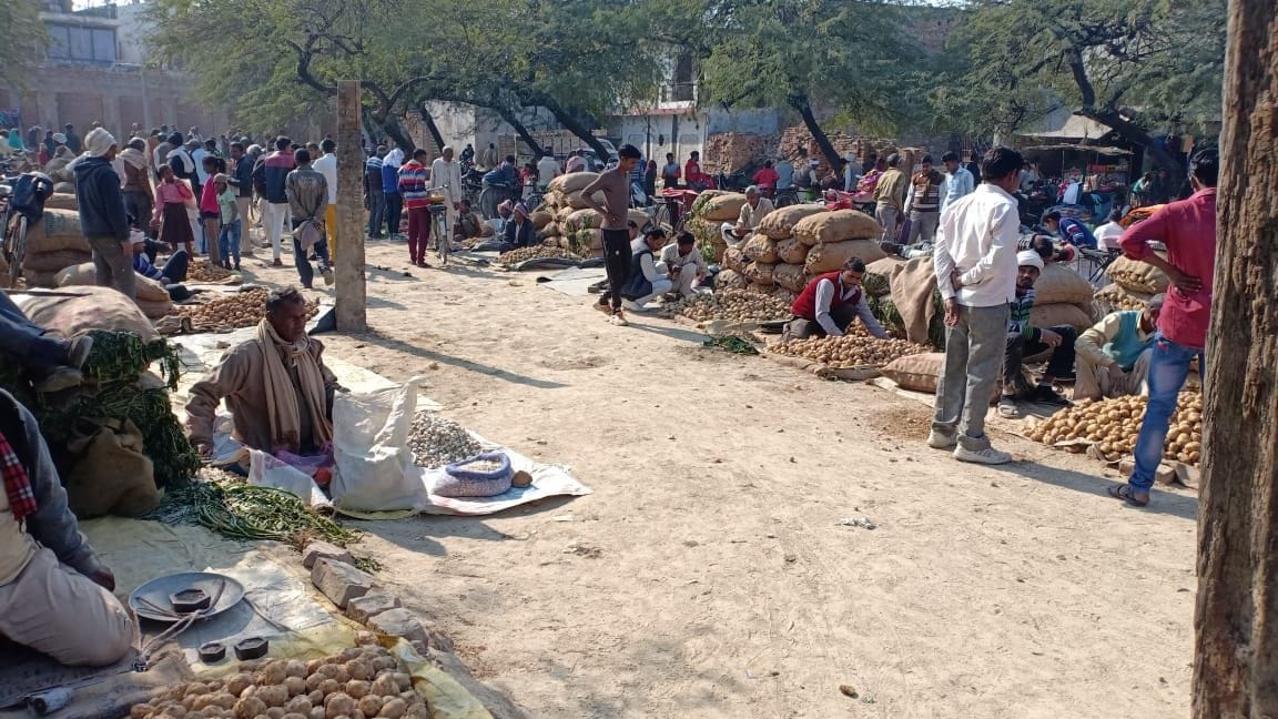 Potato prices fall due to increase in arrivals, farmers upset