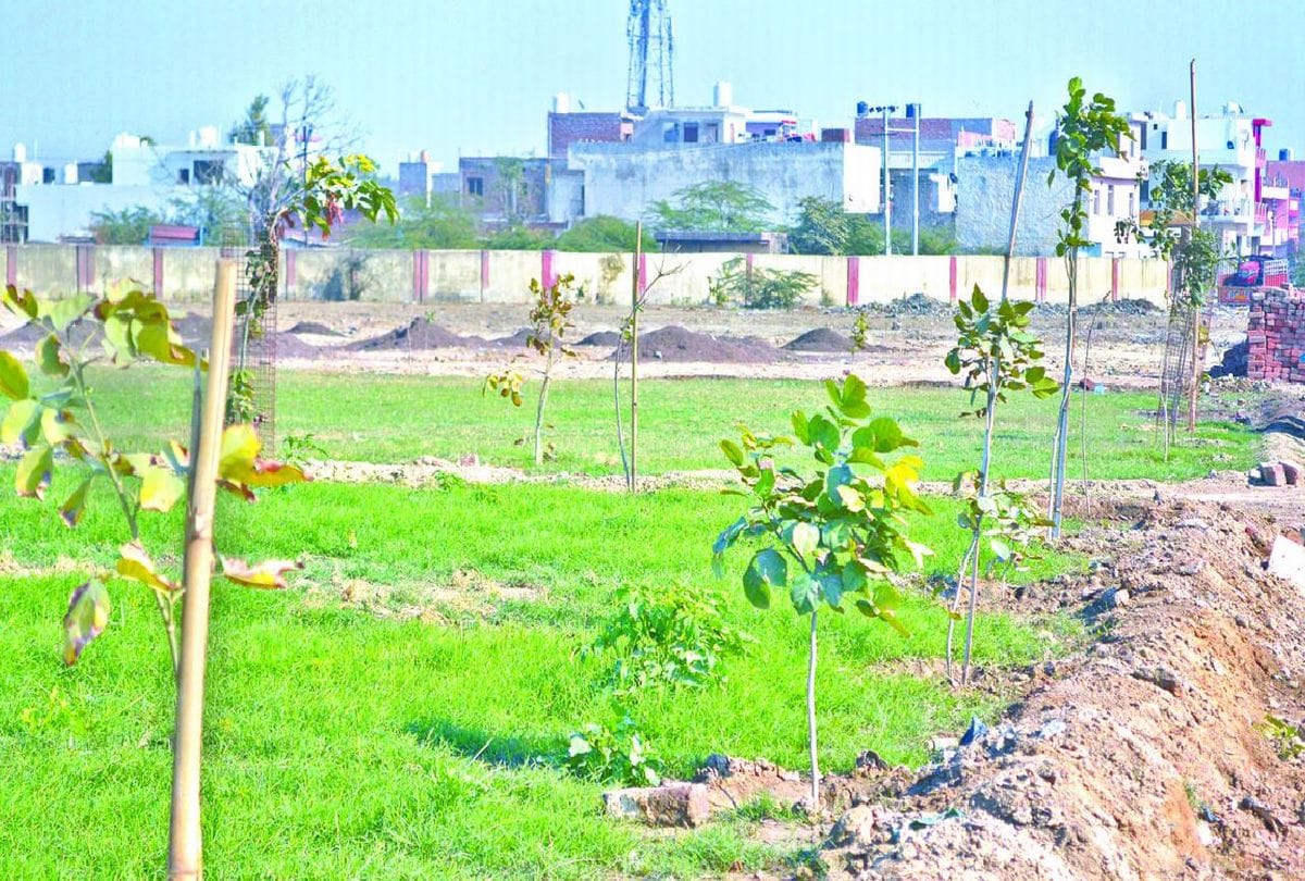 Sewala local cleaned the garbage and planted trees in agra