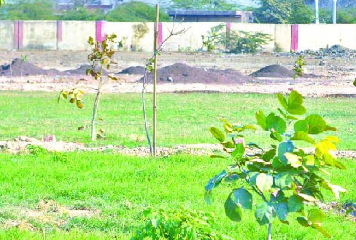 Sewala local cleaned the garbage and planted trees in agra